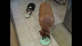 HOH Beagle Misty Haze Bloated Cysts Months After Abscess Strikes Back Last Pistachio Cake With Daze.