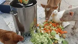 Vegetable Cutting Machine for pet