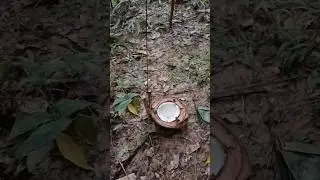 Survival Skills: wild boar trap #trap #survival #bushcraft