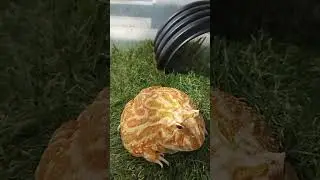 fat strawberry Pac-Man frog