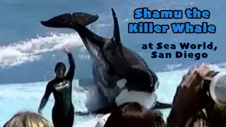 CANCELLED -- Shamu the Killer Whale Show at Sea World San Diego 2001