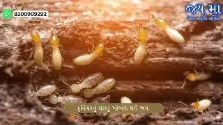 Jay maa pest control services.