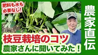 家庭菜園でダントツ人気夏野菜！エダマメ栽培大成功の秘訣を紹介！枝豆の水やりや肥料の与え方・追肥について解説！【農家直伝】