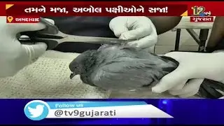 Jivdaya Trust :  Concerns over bird fatalities during kite festival in Ahmedabad | Tv9