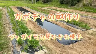 神河町で農作業！カボチャ、ジャガイモ編