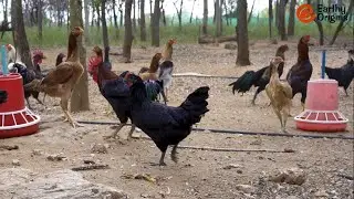 Free Range Country Chicken (Meat) Farming - Earthy Origins