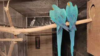 My Macaw Breeding 😍 | Tips for Breeding success | Nihal Pets