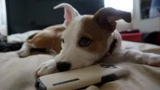 Alarmed Athena!