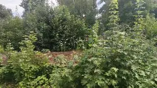 Mitfahrt BR 425 als S33 von Rheinsheim &uuml;ber Germersheim Rhein/Mitte nach Germersheim