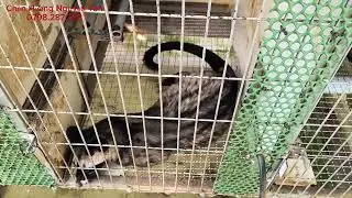 Năm mới chúc ae chăn nuôi chồn hương thuận lợi, các niềm vui, nỗi buồn và lo lắng của ae mới nuôi