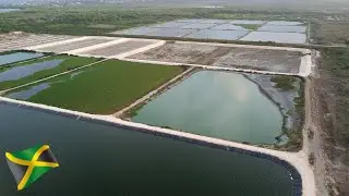 CROCODILE in Greater Portmore Sewage Ponds, St. Catherine, Jamaica.