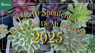 CHALLENGE - The 10 Most Beautiful Succulents in My Collection 2025