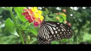 Beautiful butterfly whatsapp status 🕊️🌻❤️