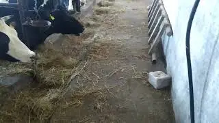 Współpraca z firmą? / codzienne obowiązki 2021 / farmtrac w akcji