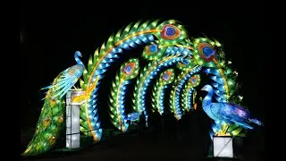 LA Zoo Lights - Animals Aglow