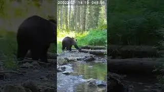CCTV Captures Bear&rsquo;s Unexpected Kindness in Forest &mdash; Unseen Wildlife Moment