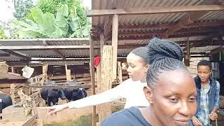 Dairy Farming in Kenya