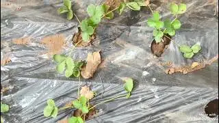 My School Kitchen garden 2025 RAMNAGAR PRIMARY SCHOOL ANAND
