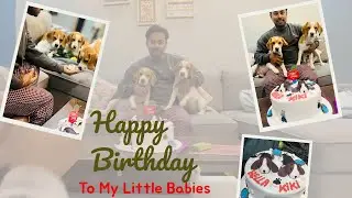 First Birthday Celebration with Bella & Kiki | Cute Beagles