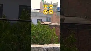 Breaktime😀😀😂😂#love #ytshorts#cute#animals#monkey#song#viral#music#money#funny#funnyvideo#love#shorts