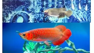 Con huyết đầu tay - mối tình đầu luôn có nhiều cảm xúc