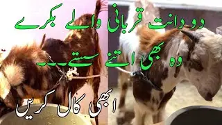 2 Dant Beautiful Bakray Available For Qurbani | Jaldi Call Karien | Bakra Eid 2023