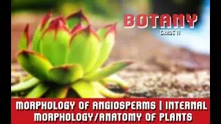Morphology Of Angiosperms | Internal Morphology/Anatomy Of Plants | Introduction | Section 1