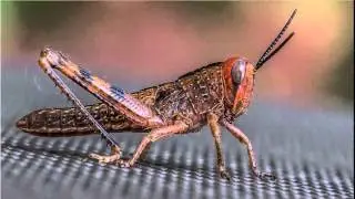 Photo Critique: Grasshopper