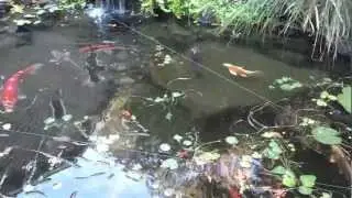 Pond protection with fishing line