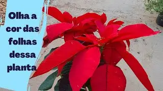 CONHE&Ccedil;A UMA PLANTA DE FOLHAS VERMELHO SANGUE