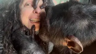 Chimpanzee Grooms Woman’s Face and Tickles Her