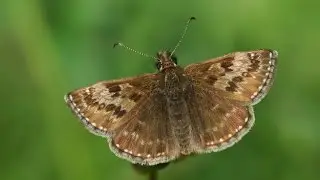 Dingy skipper is unique | Do you know