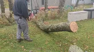 Cutting windfall with ported Jonsered 90
