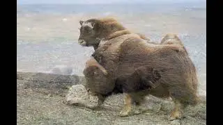 These Boots Muskox 2022