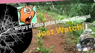 Gatos gatos Integrated Channel History; HoW&WhY? #smallyoutuber #nature #natureslover #viral #travel