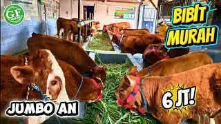 Review Harga Sapi Limosin 6 jt, Babon Bunting, Jantan Murah hingga Jumbo. Bisa kirim Jauh