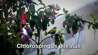 Chlorospingus pileatus
