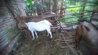 Bemalas malasan karena cuaca dingin