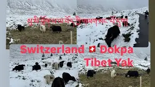 Switzerland 🇨🇭 སུ་སི་བྲོག་པ་ལ་བོད་ཀྱི་གཡག་མང་པོ་དུགས། Swiss Dokpa Tibet Yak || Tibetan Vlogger