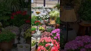 Get Growing 🌱🏵️Amazed Gardening Decor Inspiration #gardeningideas #garden #gardenplants #asmr #oasis