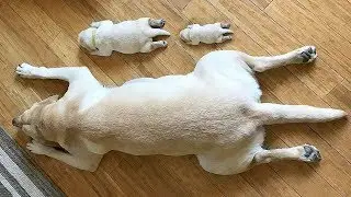 Lazy Dogs Playing Dead ! Hilarious and Amazing Compilation | Funny Everyday