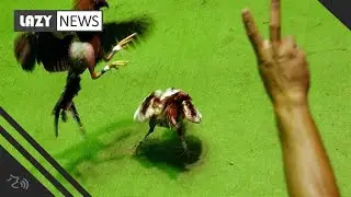 Puerto Rico to approve cockfighting in defiance of US law, officials say