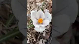 First flower (White #Crocus) from the ground in my garden - March 2024