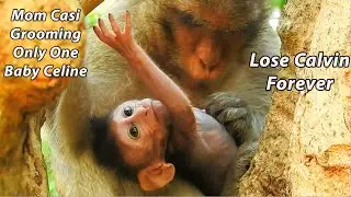 Sadness Day!Mom Casi Grooming Only One Baby Celine&Lost Poor Calvin Forever | Celine Hand Up Want...