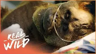 The Horrific Destruction Of Orangutans In Indonesia | 1000 Days For The Planet | Real Wild