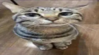 THE BATTLE CATS