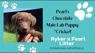 Pearl's Chocolate Mellow, Sweet, Calm Male Lab Puppy, 