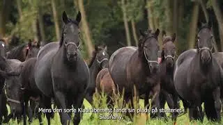 Kladruby stud DK