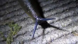 Eyestalks
