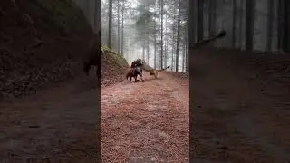Cheetah Rush, Pitbull Counterattack ⚡ Unbelievable Speed Showdown #wildlife #speed #nature